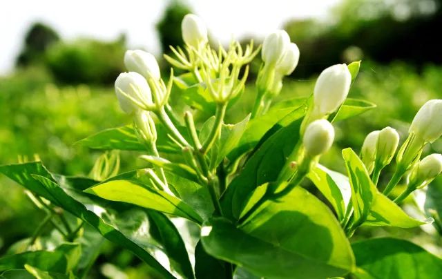 家里摆死灵芝盆栽,家人生病家里摆什么物件