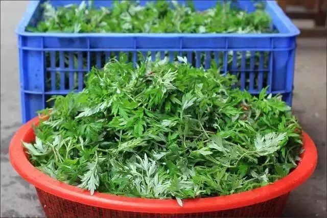 遂宁一位妈妈用艾叶煮水后，万万没想到···