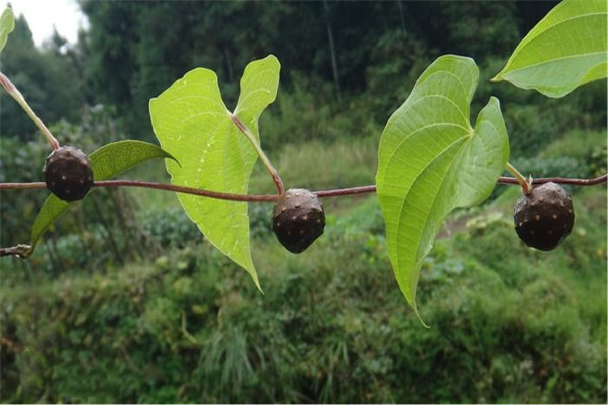东北有毒的小野果,农村常见的有毒的野果