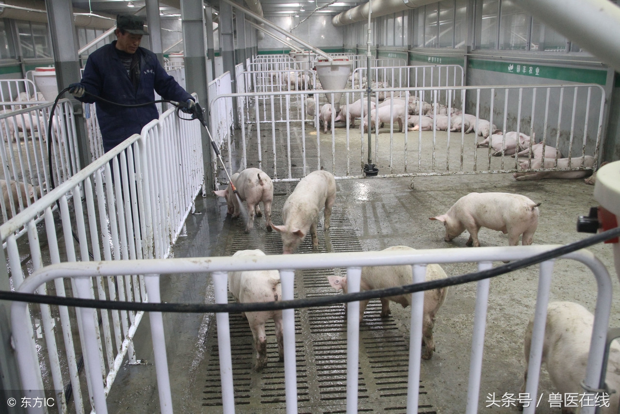 猪得了猪瘟怎么治疗,猪得了高热病必须打针吗