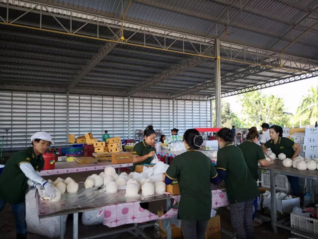 九曳“环球猎鲜”品牌与网易考拉达成独家战略合作