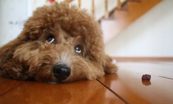 狗狗突然不喜欢吃狗粮了,狗狗换粮后突然不吃狗粮怎么办