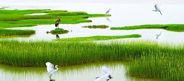 山东东营垦利黄河入海口,黄河入海垦利区