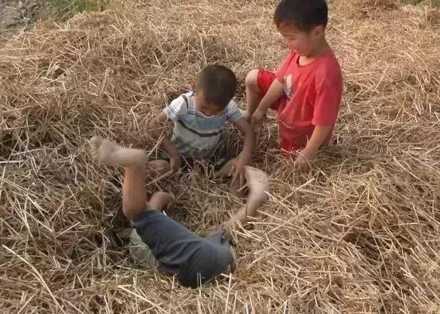 割麦子麦地里晒太阳,割麦子文登