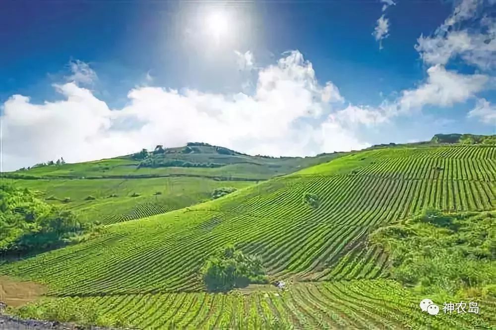 订单农业如何做好,订单农业的五个优秀案例