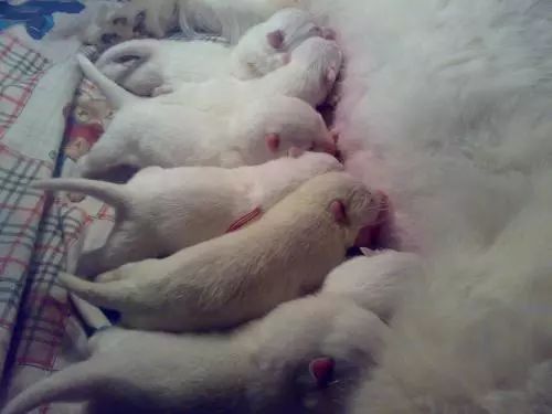 狗狗怀孕后，铲屎官需要必备哪些知识？