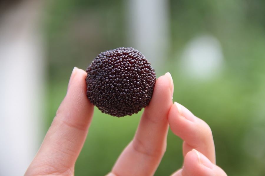 晚稻杨梅优缺点,顶级晚稻杨梅