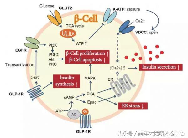 病例分享｜糖尿病患者胰岛素强化治疗