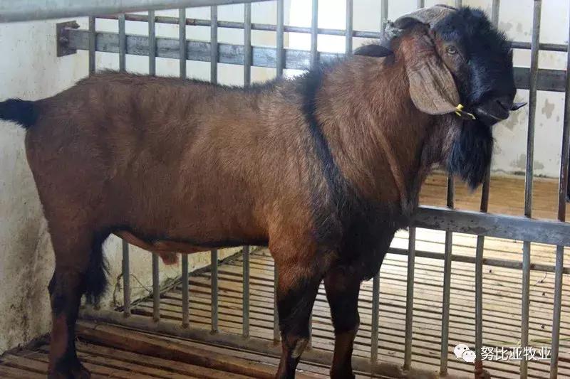 努比亚山羊和小耳山羊区别,努比亚山羊介绍