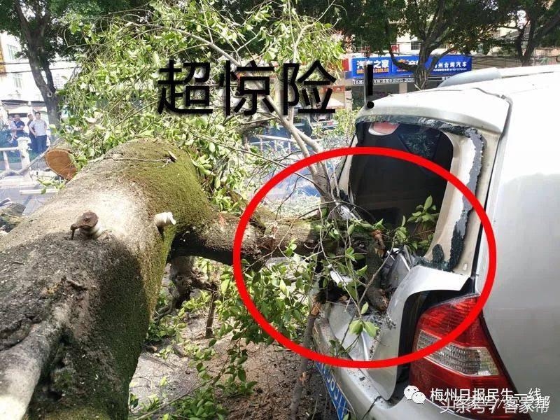 百年古树倒塌险砸中路人,行道树突然倒下车被砸