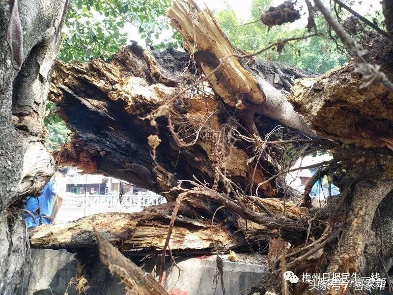 百年古树倒塌险砸中路人,行道树突然倒下车被砸