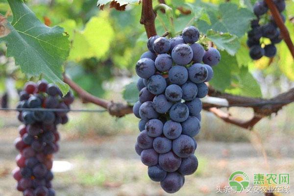 6月19日葡萄主产区价格汇总