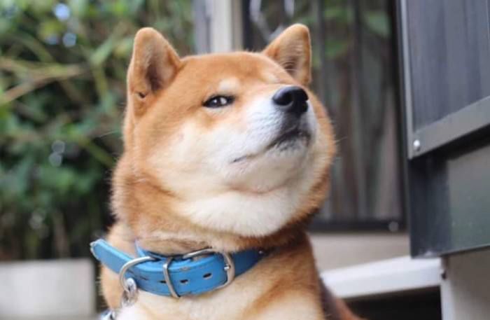 狗狗发情期征兆及正确处理方式