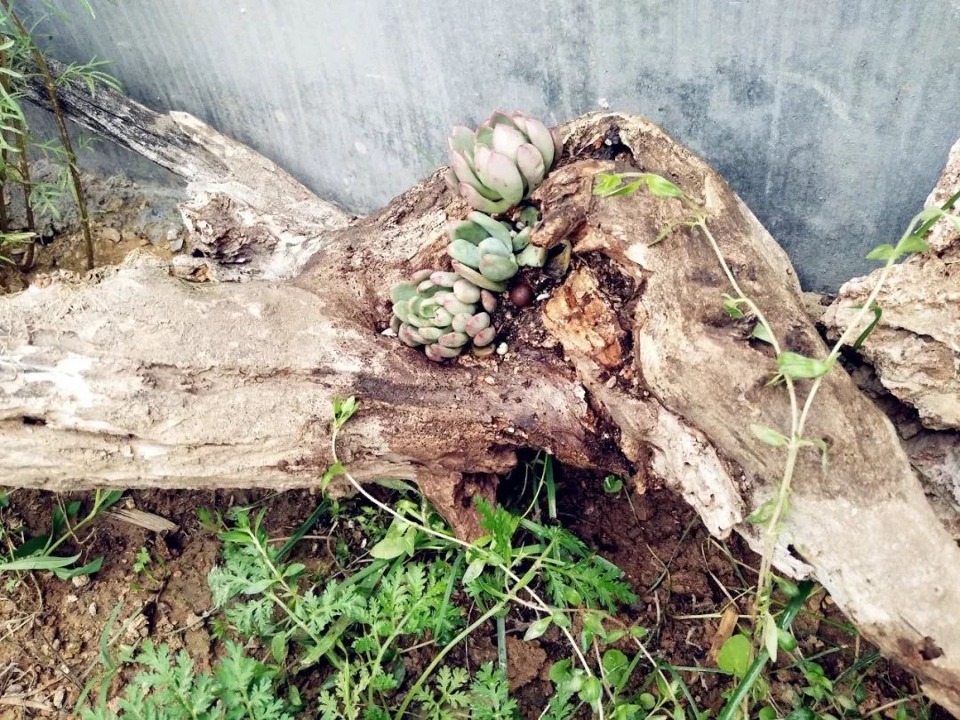 家里摆放凌乱废旧物品,家里的这些旧物别急着扔