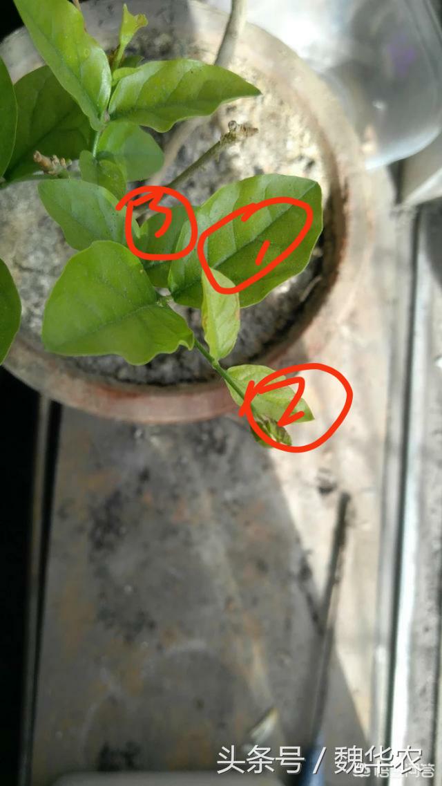 茉莉花病虫害治疗方法,茉莉花病虫害防治方法视频