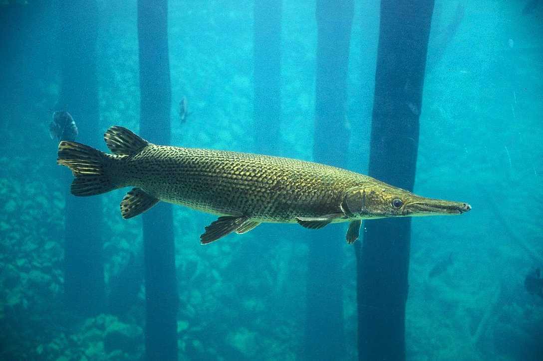 这几种鱼经常有人钓到但很少人认识，有的还是入侵物种