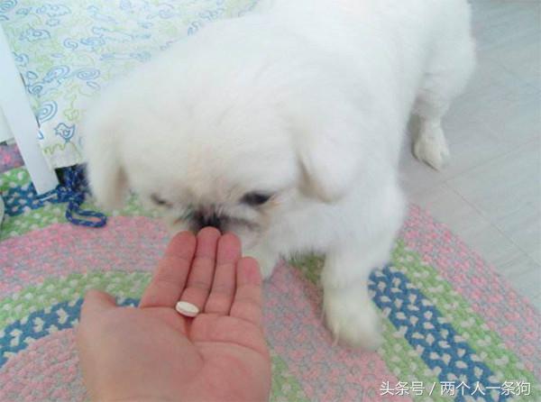 养过狗了就知道养狗要多辛苦,养小型狗一个月要花多少钱