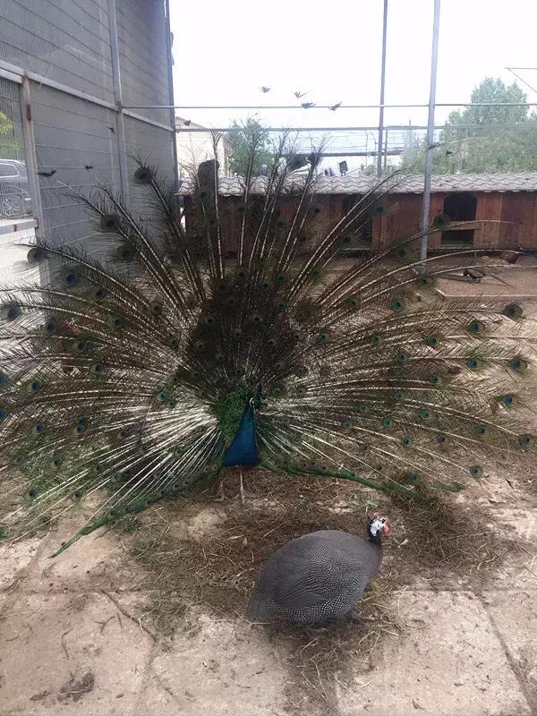 京郊7月采摘好去处,江宁农场采摘一日游