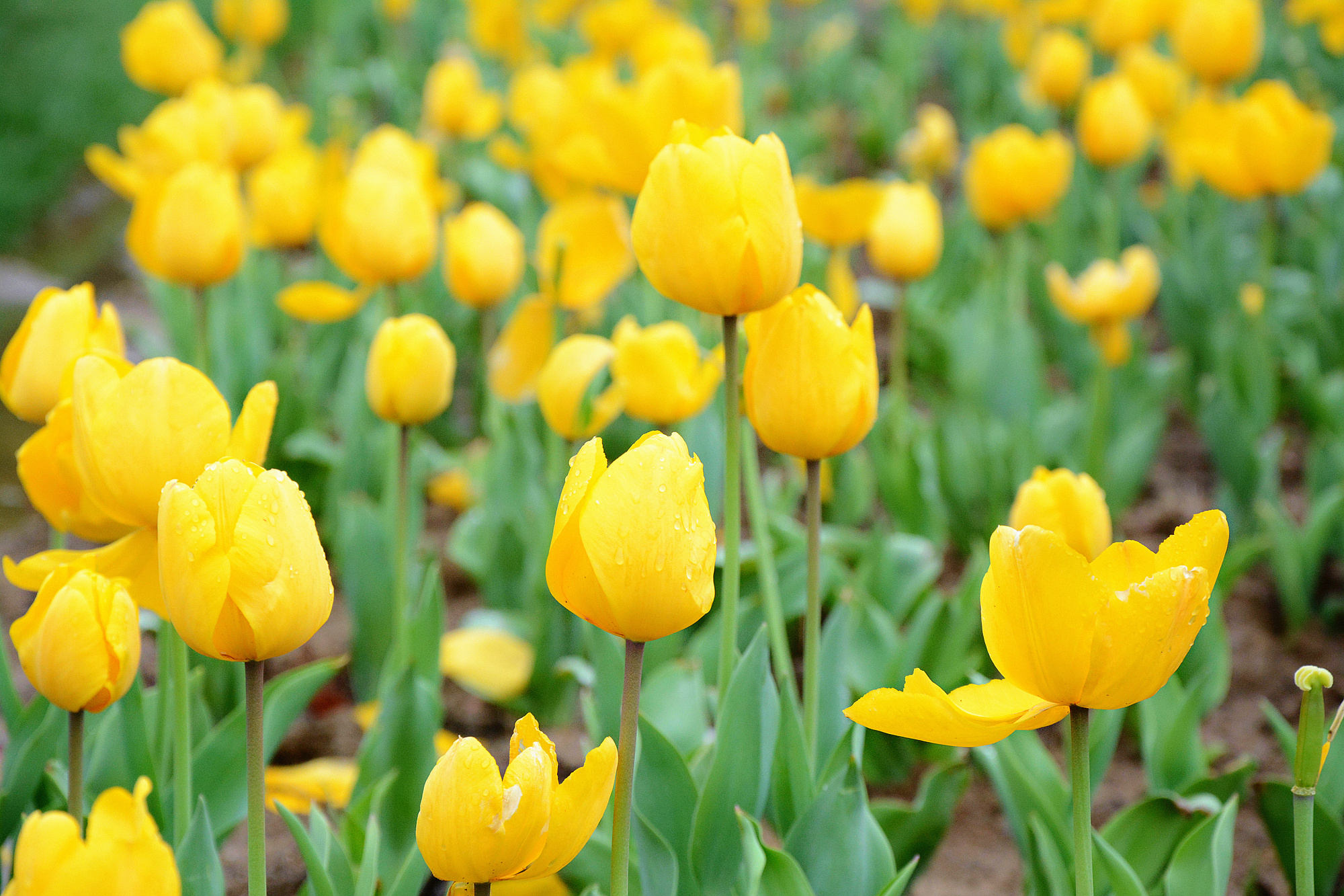 苏州哪些景点可以看小桥流水,只有老苏州人才知道的小众景点