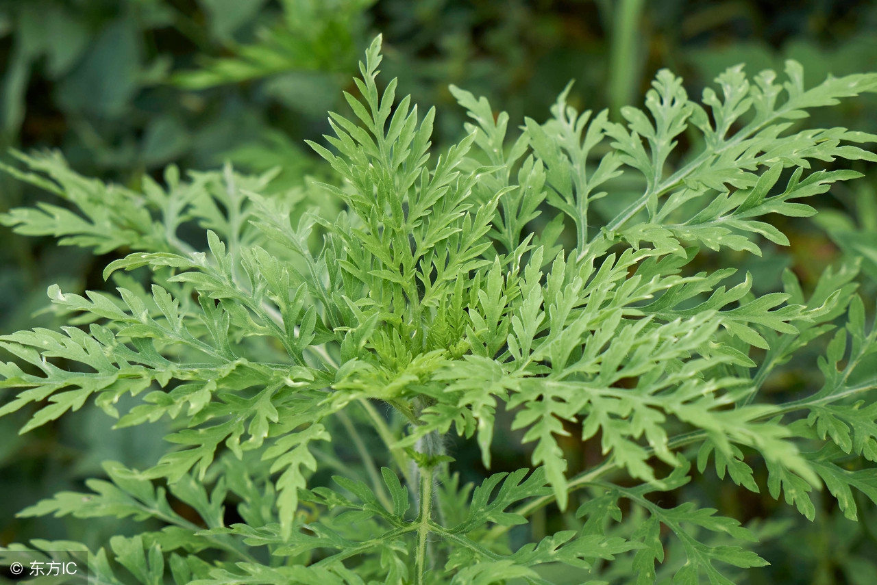 孕中期用麝香真的会导致流产吗,孕妇为何远离麝香