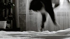 足球寡妇,世界杯足球寡妇