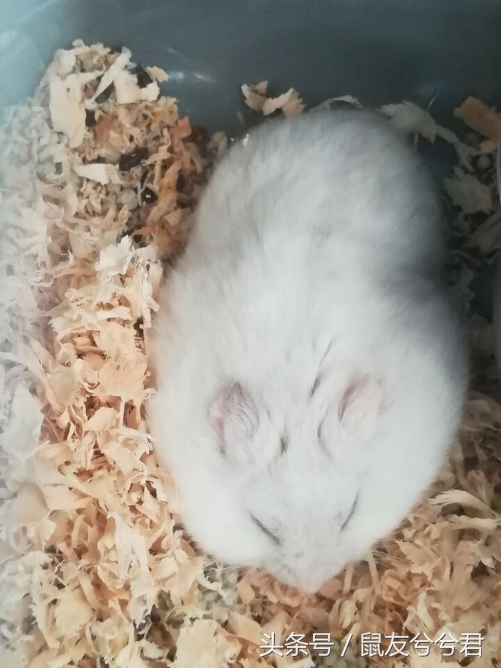 仓鼠如何和仓鼠亲密,怎么和仓鼠训练让仓鼠变得更亲密