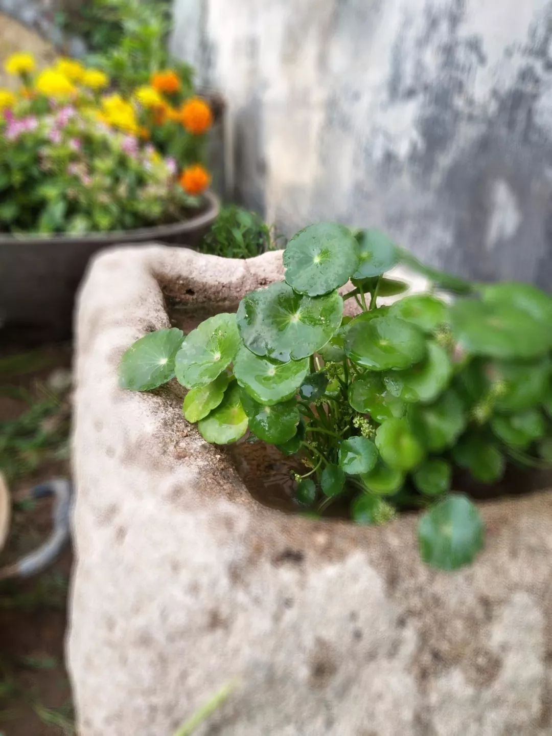 家里摆放凌乱废旧物品,家里的这些旧物别急着扔