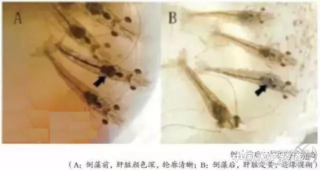 南美白对虾养殖技术增氧方式,南美白对虾养殖快速培藻
