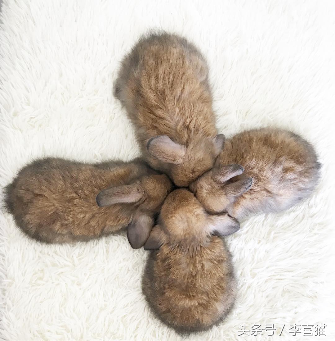 毛绒绒不咬人的宠物,除了猫狗之外的小宠物推荐一下