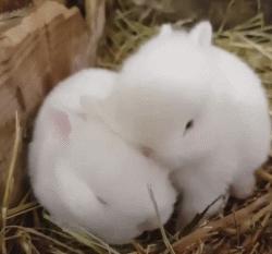 毛绒绒不咬人的宠物,除了猫狗之外的小宠物推荐一下