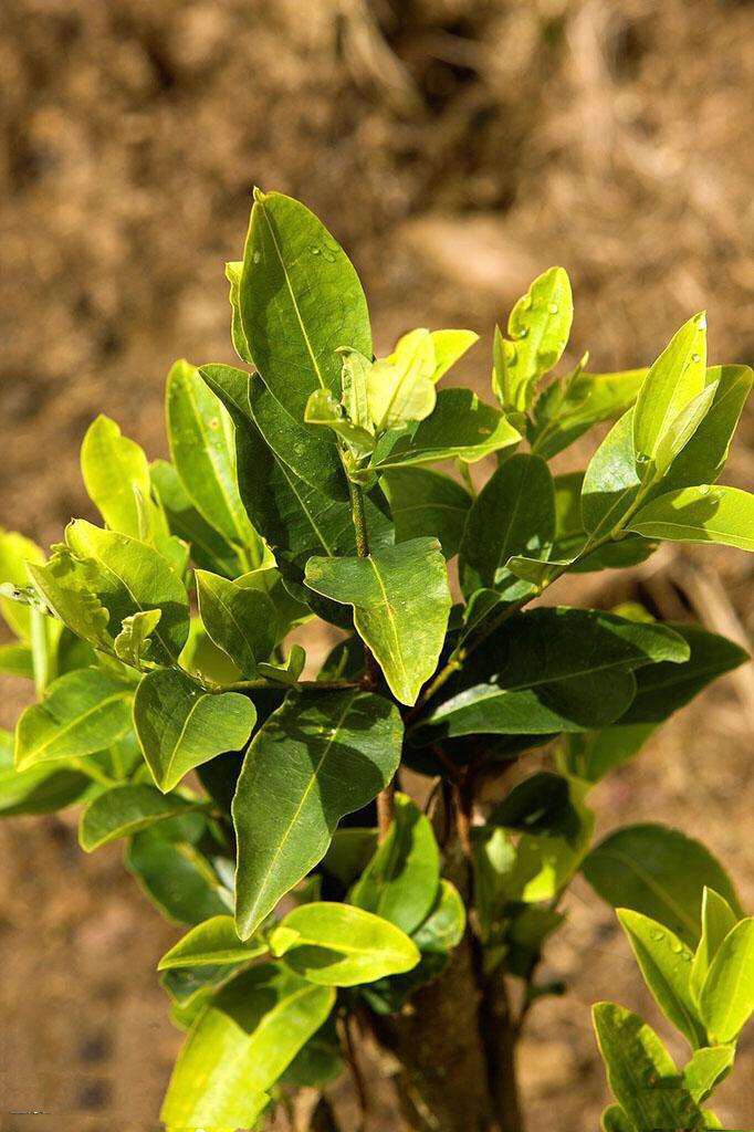 这几种植物会让狗中毒,这几种植物遇见千万要远离