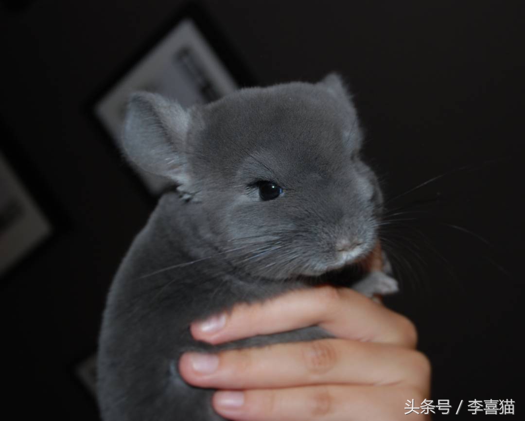 除了仓鼠猫狗以外的小型宠物推荐,除了猫狗还有什么可爱的家养宠物