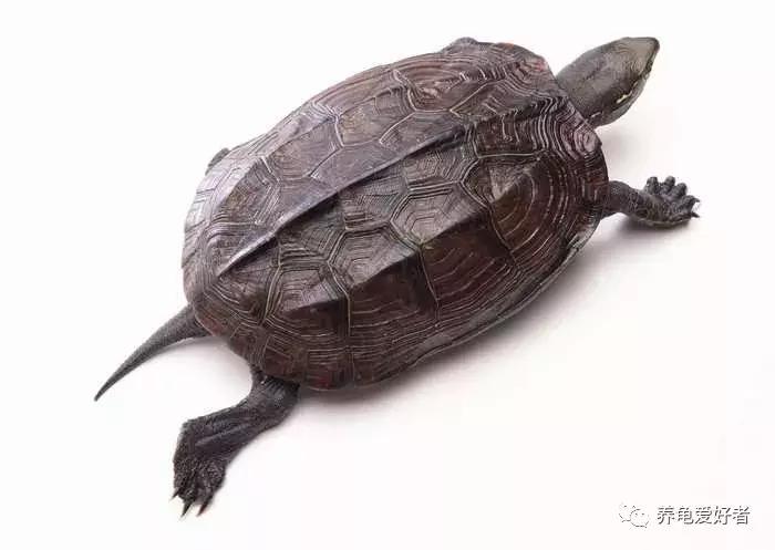 为什么我们养的龟不像网上那样,斑点池龟莫名其妙死亡