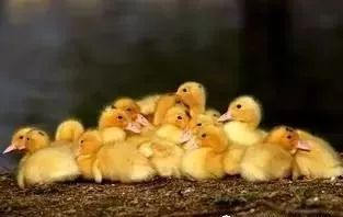 养鸭技术大全及做法,养鸭技术大全教你如何高效养鸭