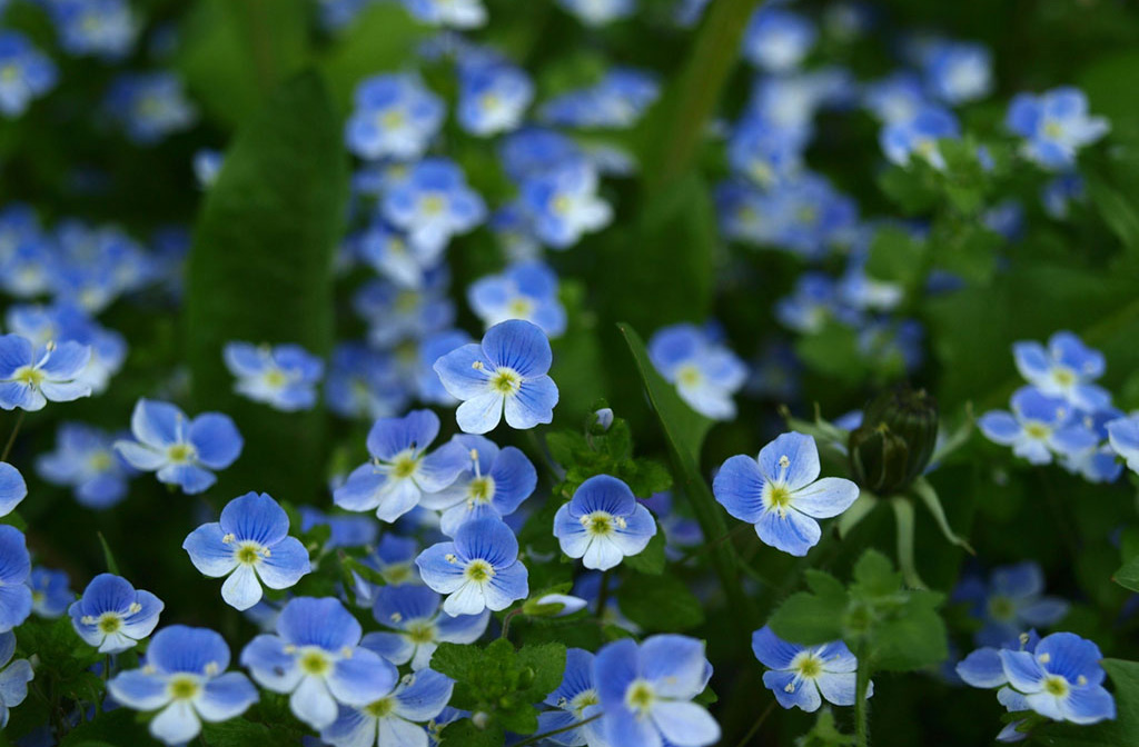 勿忘我是什么花怎么养,花卉勿忘我的特点