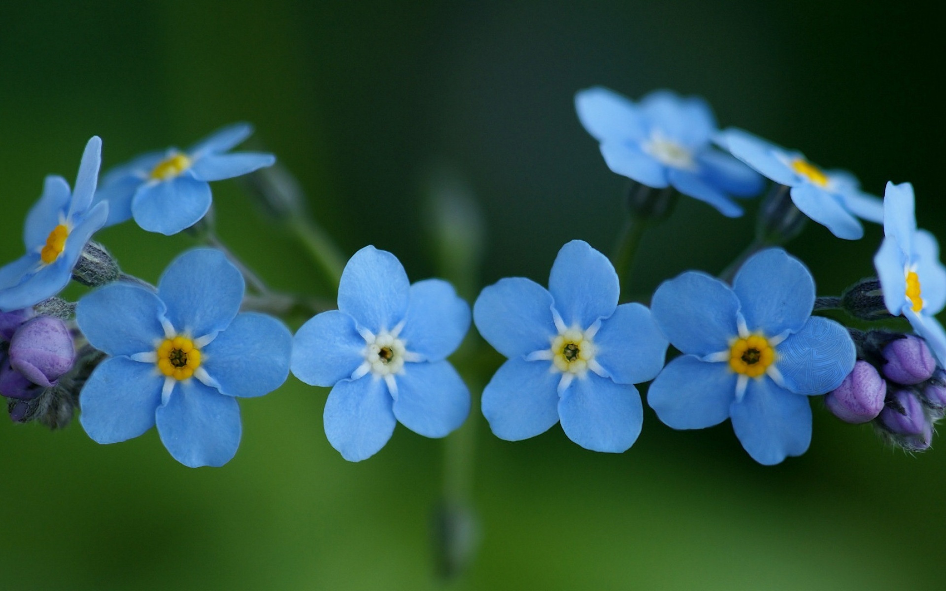 勿忘我是什么花怎么养,花卉勿忘我的特点