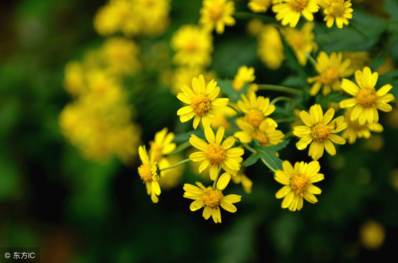 哪种菊花清热解毒清肝明目效果好,什么菊花清热解毒明目