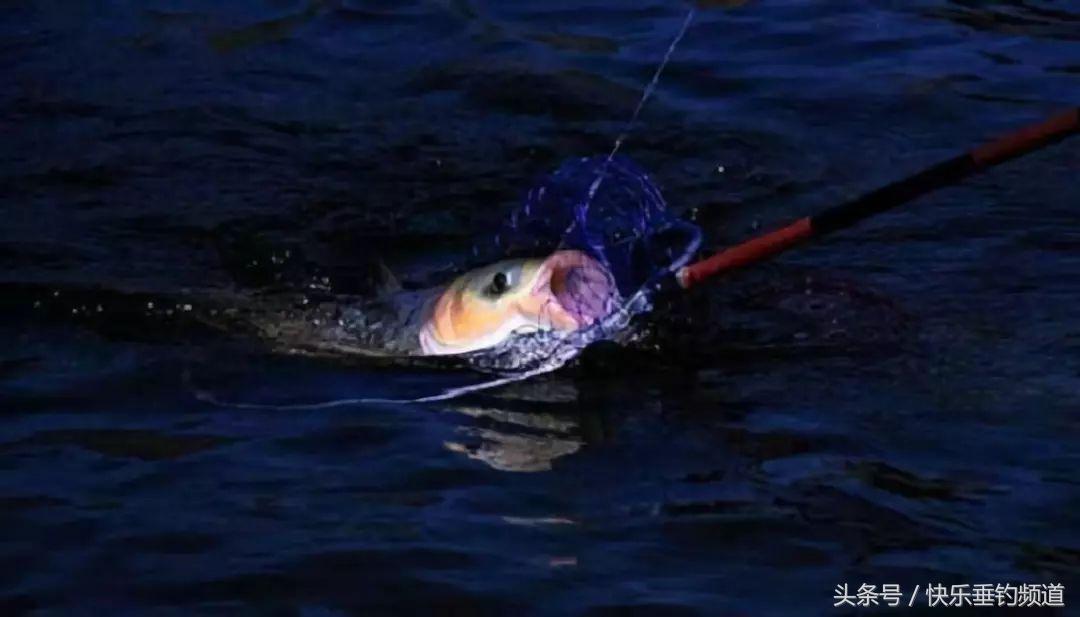 浅水能钓到野鲫吗,浅水可以钓鲢鳙吗