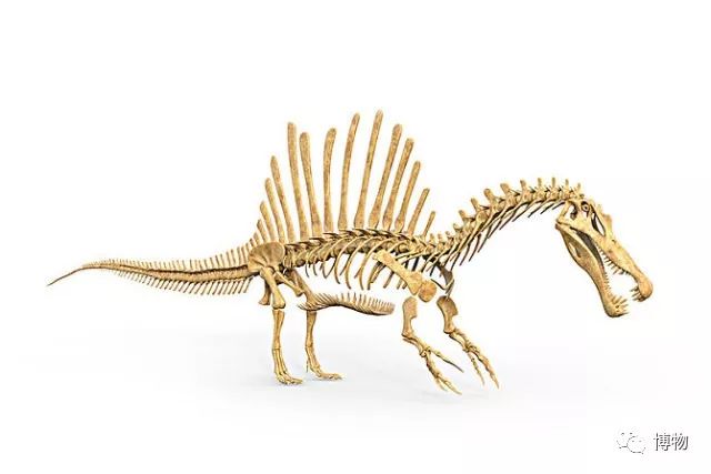 特暴龙为什么是恐龙最强的,暴龙跟霸王龙有多像