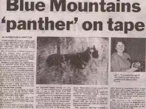 澳洲未解之谜，它又出现了！幽灵猫现，必有血案！