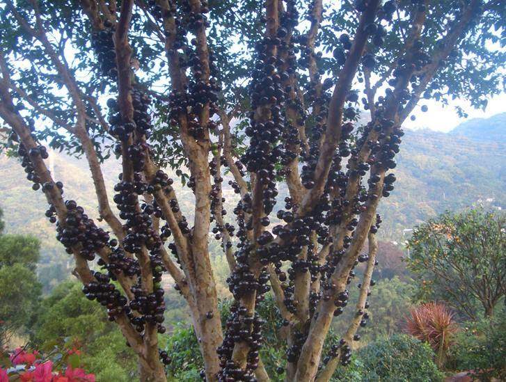 热带水果珍宝果,珍宝果属于什么水果