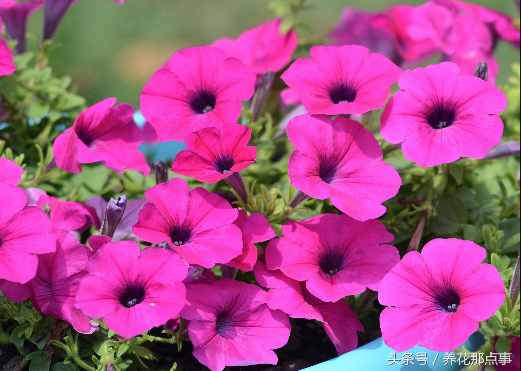 夏天室内花可以拿出去淋雨吗,夏天不能淋雨的十种花