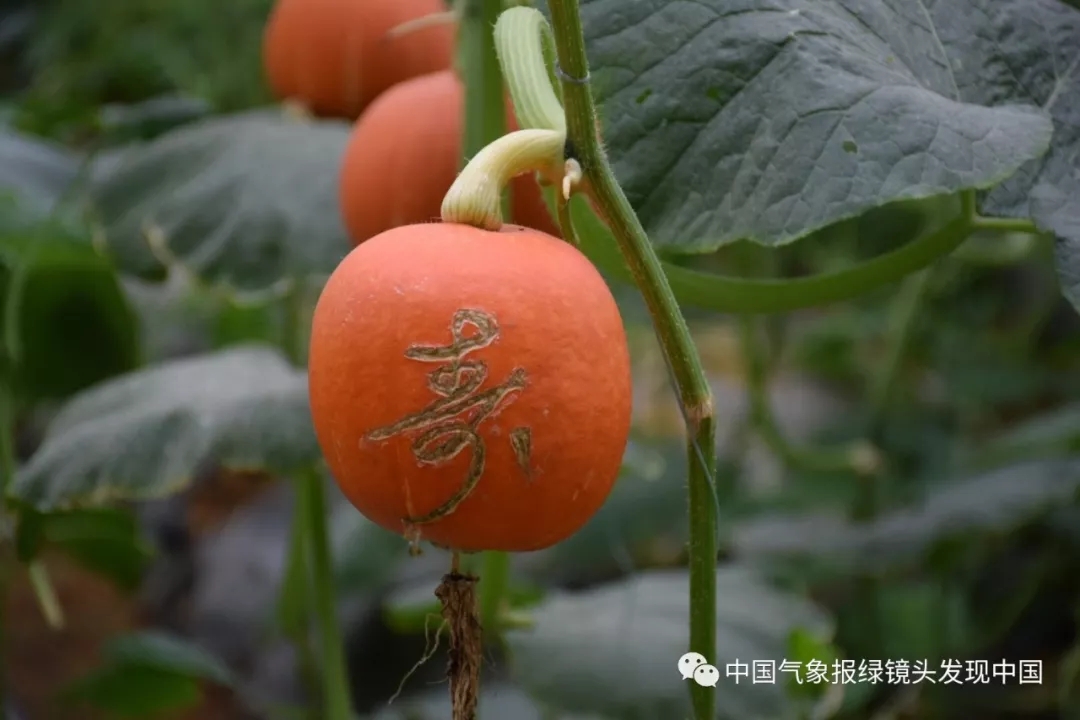 靠这些奇特“果果”也能致富？科技扶贫如有神助！