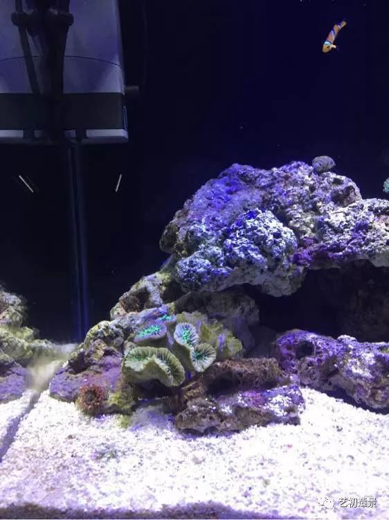 海缸方缸最合适的尺寸,超大海缸开缸教程新手入门