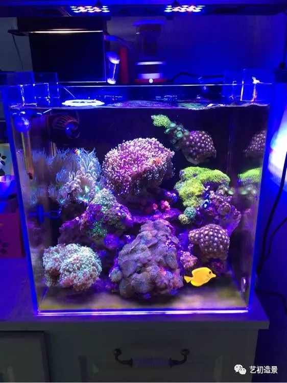 海缸方缸最合适的尺寸,超大海缸开缸教程新手入门