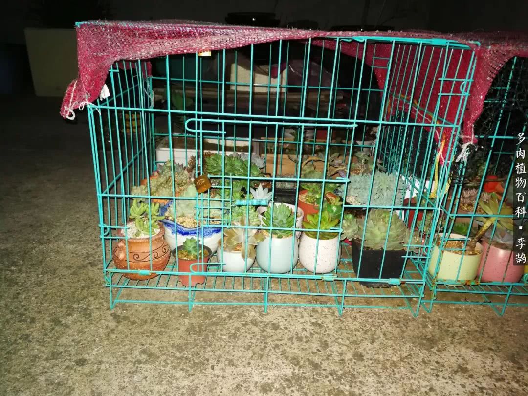 10种养不死的多肉新手的首选,露养多肉的100种方法