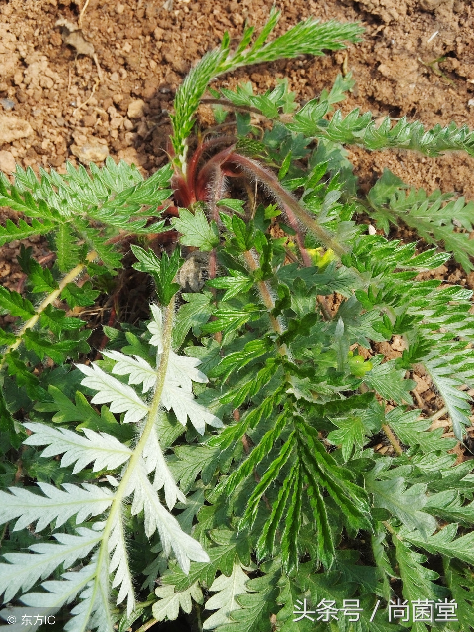 野生鸡爪野菜,鸡爪子野菜是什么样子