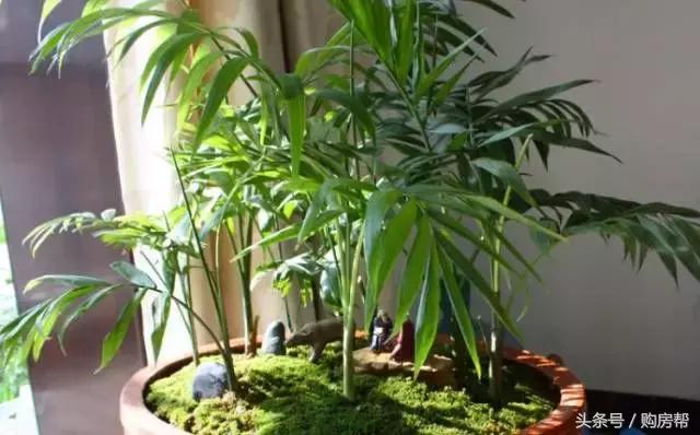 哪种绿萝吸甲醛最好,去甲醛最好的10种植物绿萝