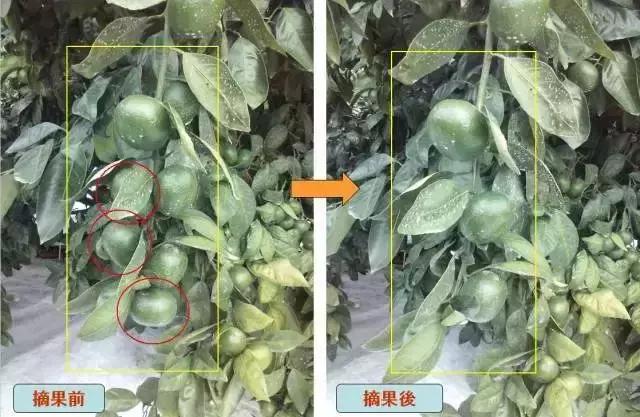 柑橘疏花疏果最佳配方,柑橘疏果口诀表