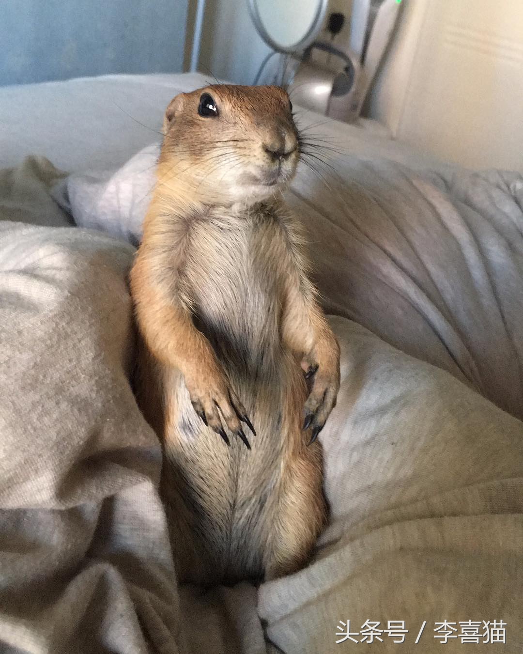 超级黏人的土拨鼠,黏人的土拨鼠